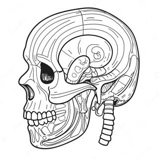 Anatomia Es Elettan Szinezolap 107435-44590