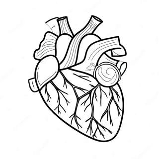 Szines Sziv Anatomia Szinezolap 107437-44598